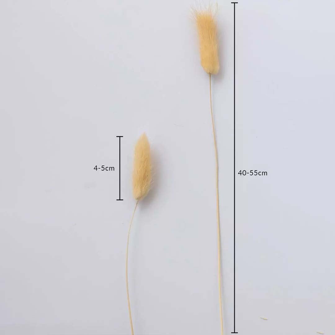 Beige dried grass stems on a white background with 4 to 5cm head size and 40 to 55cm length for home decor use.