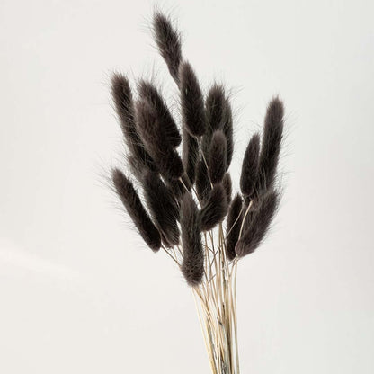 Closeup of black lagurus bunny tail grass preserved natural stems lifestyle floral decor on white background.