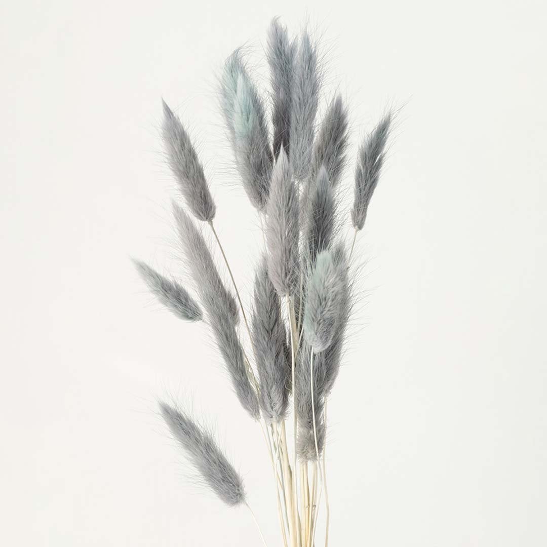 Closeup of grey lagurus bunny tail grass preserved natural stems lifestyle floral decor on white background.