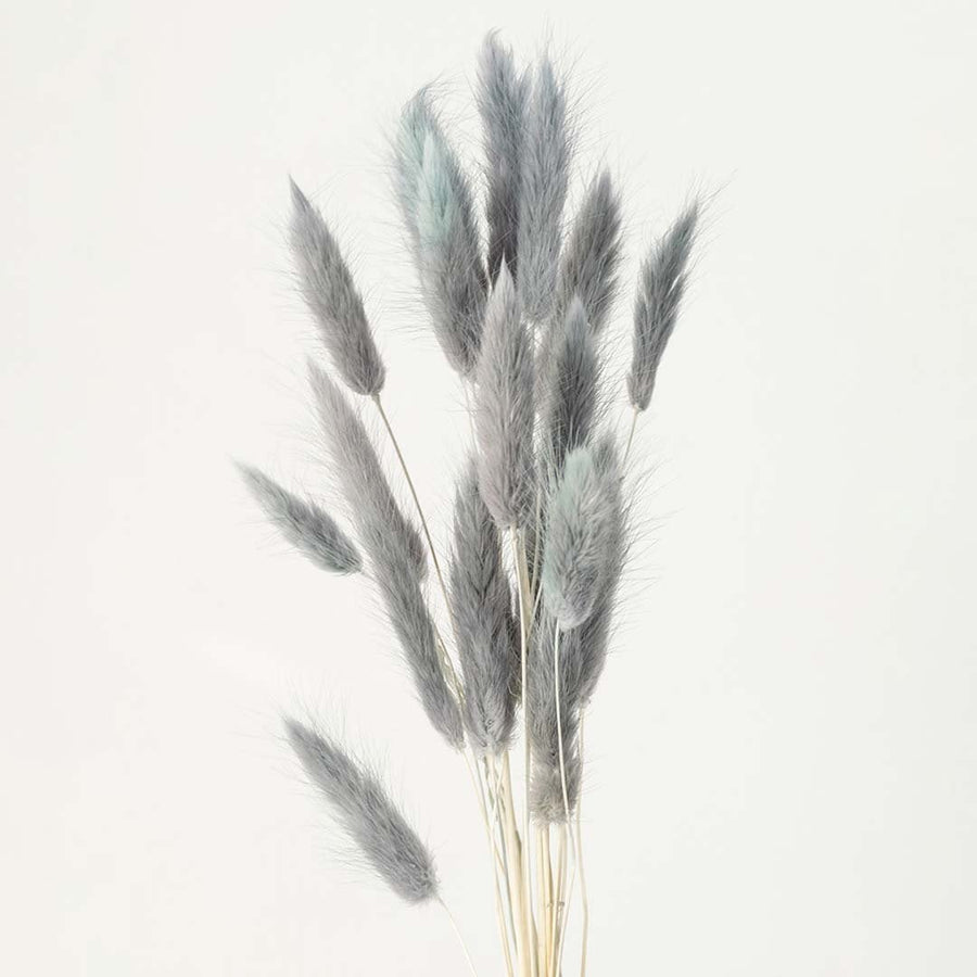 Closeup of grey lagurus bunny tail grass preserved natural stems lifestyle floral decor on white background.