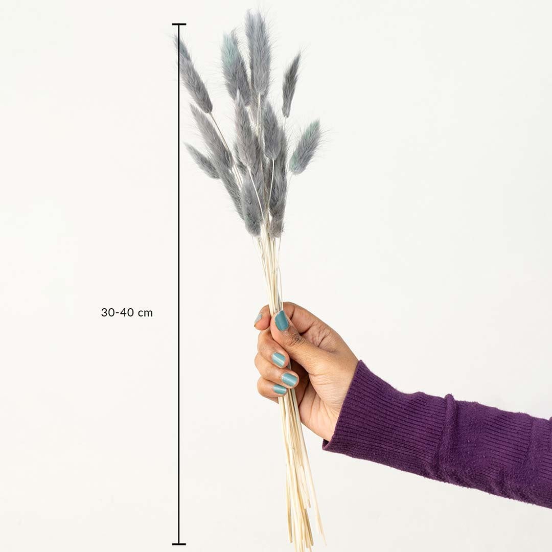 Grey lagurus bunny tail grass bouquet 30-40 cm preserved stems lifestyle decor shown with size on white background.