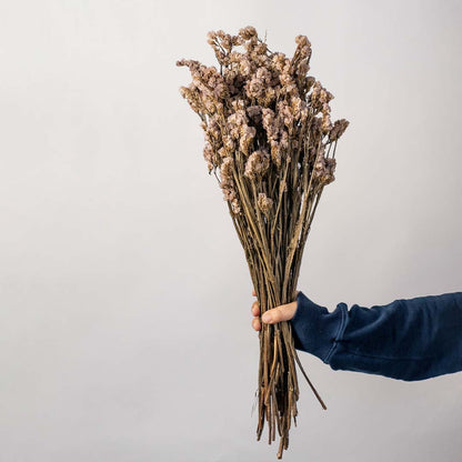 Don't Forget Me - Pink - Dried Flower