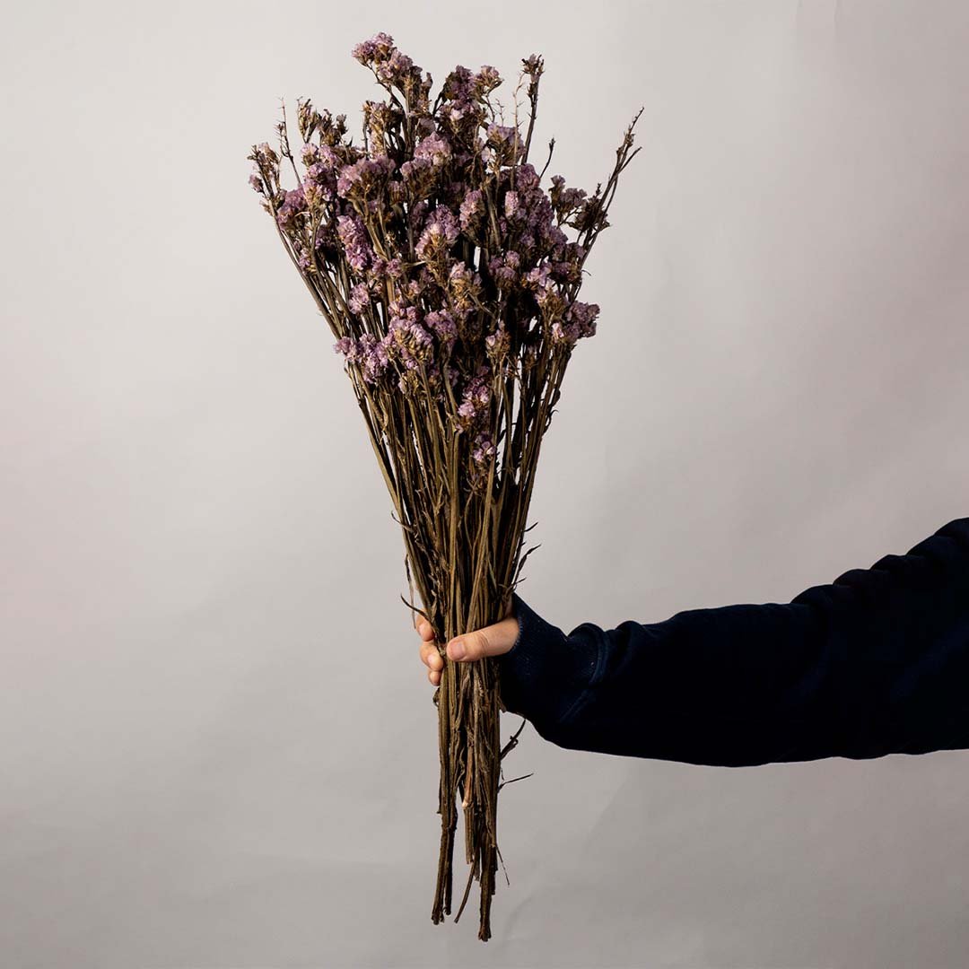 Hand holding dark purple dried flower stems for elegant modern bedroom aesthetic isolated on white background.
