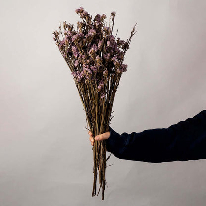 Hand holding dark purple dried flower stems for elegant modern bedroom aesthetic isolated on white background.