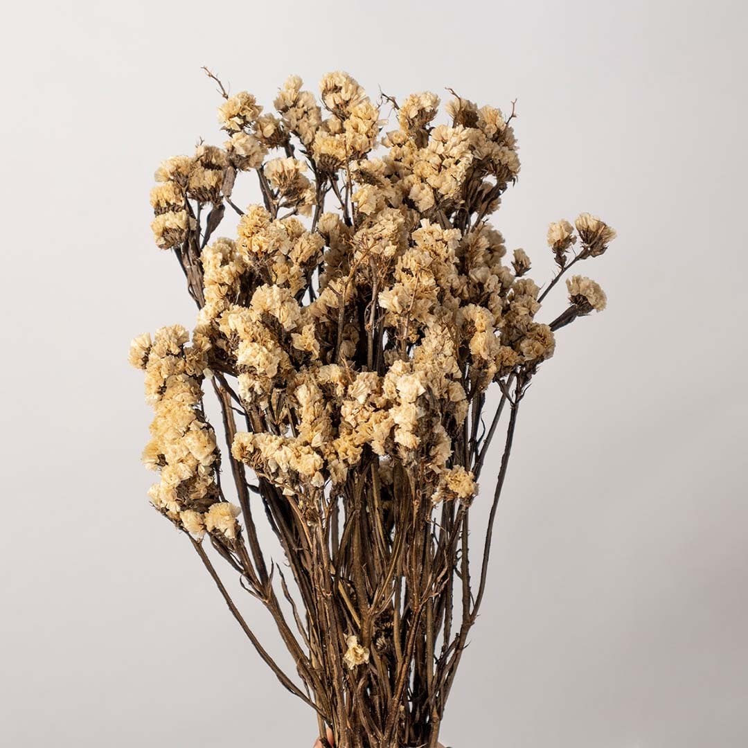 Closeup of beige dried flowers showing detailed textured blooms perfect for earthy organic home decoration.