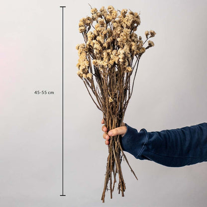 Beige dried flower bunch on a white background with 45 to 55cm height shown for natural interior decor use.
