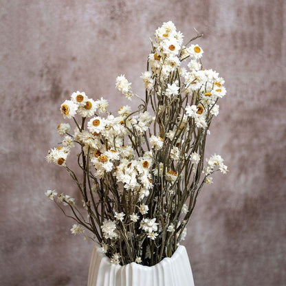 Detailed view of dried white blooms on long green stems showing organic texture for minimal earthy decor.