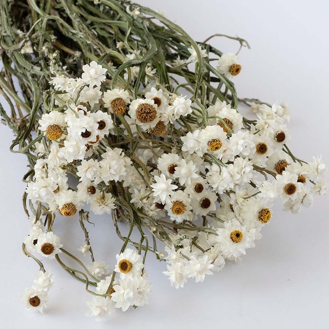 Closeup of dried white flower heads with textured green stems creating a soft natural accent for rustic styling.