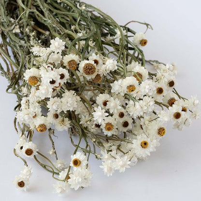 Closeup of dried white flower heads with textured green stems creating a soft natural accent for rustic styling.