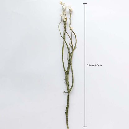 Dried green stem flowers shown with 35cm to 40cm height measurement for accurate placement in decorative arrangements.