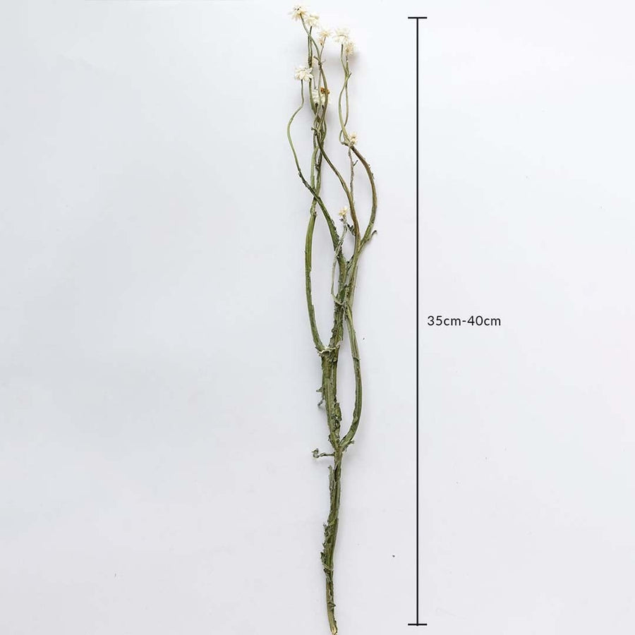Dried green stem flowers shown with 35cm to 40cm height measurement for accurate placement in decorative arrangements.