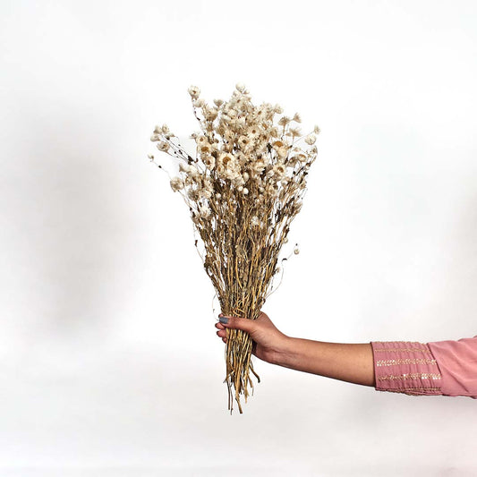 Hand holding a rustic beige dried wildflower bouquet bundle for cozy country style tabletop decoration on white backdrop.