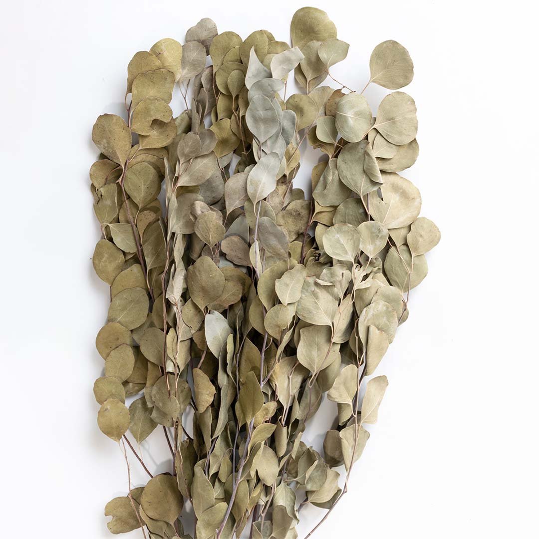 A lush bunch of natural sage green dried apple leaf eucalyptus stems for elegant bohemian vase decor on white background.