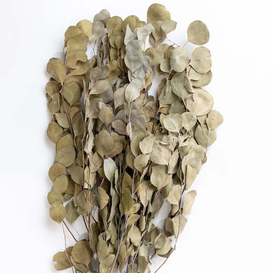 Dried Apple Leaves - Green