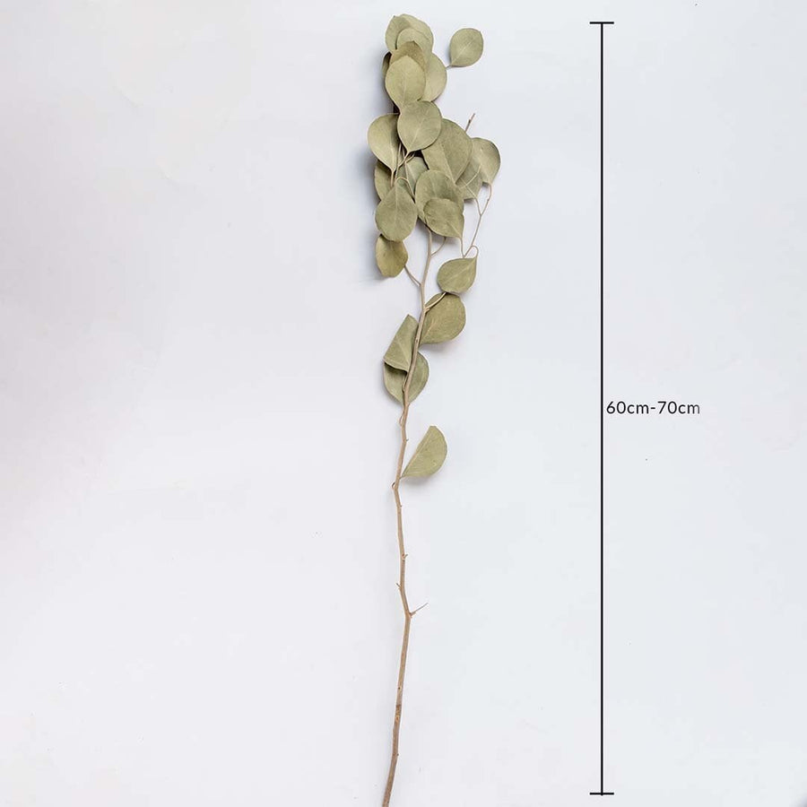 A single long dried stem with rounded leaves displayed on a soft light background measuring 60 to 70 cm in length showing natural botanical texture for elegant interior décor.