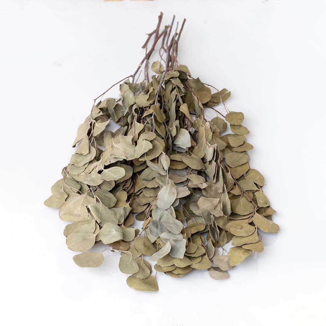 A bundle of dried rounded eucalyptus style leaves arranged on a soft light background showing natural earthy texture that adds rustic botanical accents to warm interior décor.