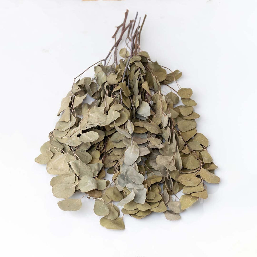 A bundle of dried rounded eucalyptus style leaves arranged on a soft light background showing natural earthy texture that adds rustic botanical accents to warm interior décor.