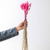 Pink bunny tail grass dried stems for vase arrangement and modern home decor on white background.