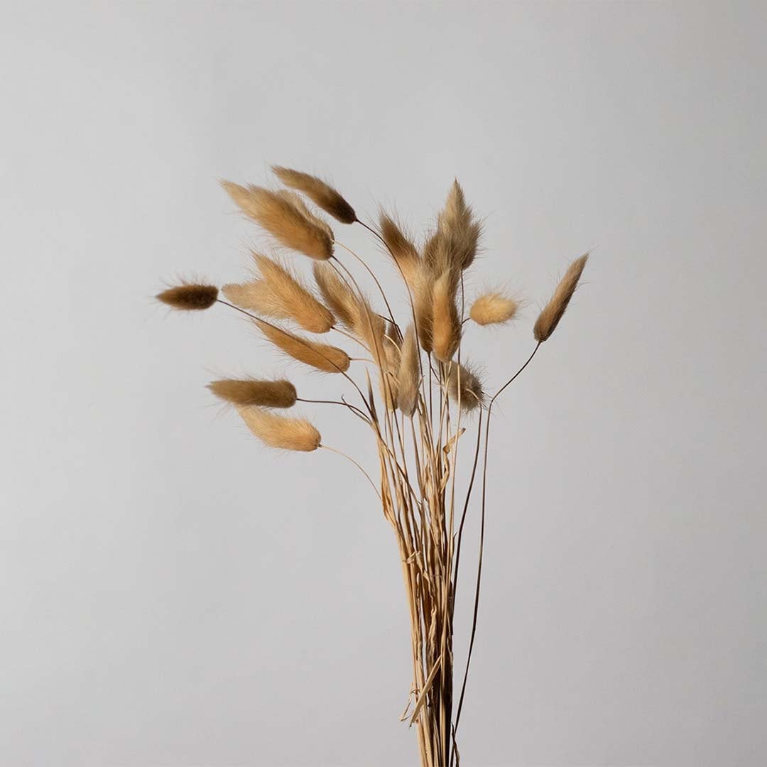 Closeup of dried bunny tail grass showing fluffy beige texture and natural stems for modern vase decoration.