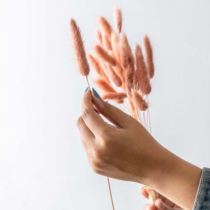 Hands holding soft peach pink dried bunny tails grass stems for charming minimalist bohemian tabletop vase decor on white backdrop.