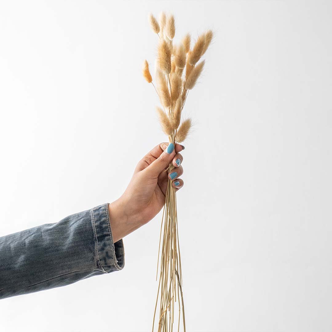 Hand holding natural beige dried bunny tails grass stems bundle for rustic bohemian kitchen tabletop vase decor on white backdrop.