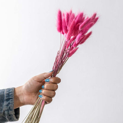 Hand holding vibrant magenta pink dried bunny tails grass stems for colorful dopamine decor tabletop vase styling on white background.