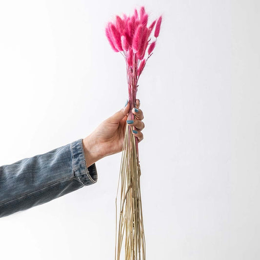 Pink bunny tail grass dried stems for vase arrangement and modern home decor on white background.