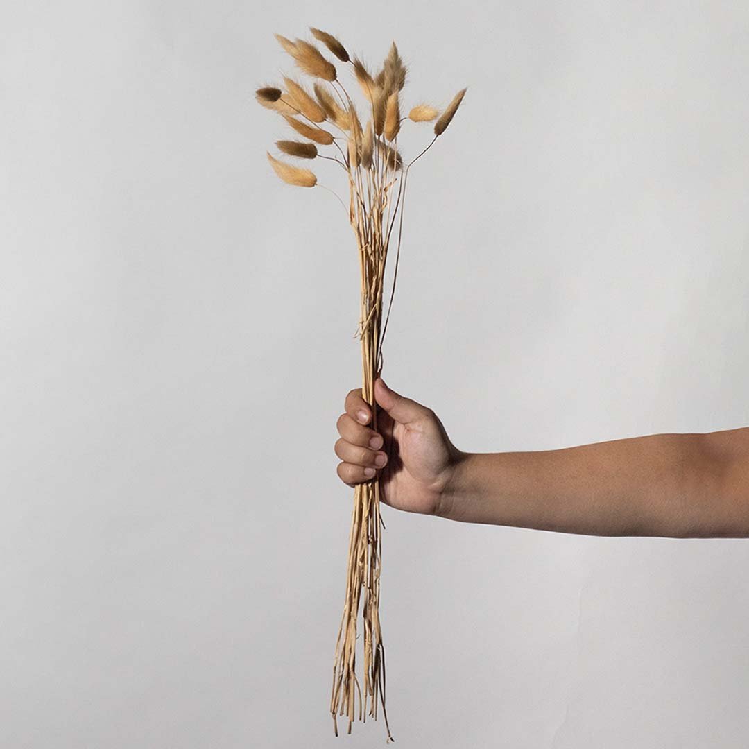 Hand holding a bundle of natural brown dried decorative seed pod stems for rustic farmhouse tabletop vase on white backdrop.