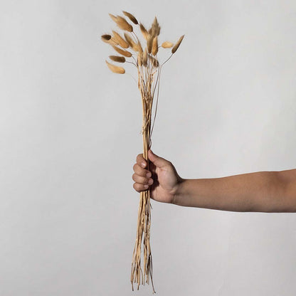 Hand holding a bundle of natural brown dried decorative seed pod stems for rustic farmhouse tabletop vase on white backdrop.