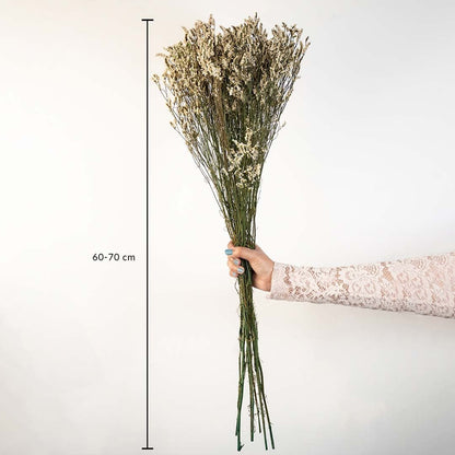 White dried flower bunch on a white background with 60 to 70cm height shown for rustic decorative home use.