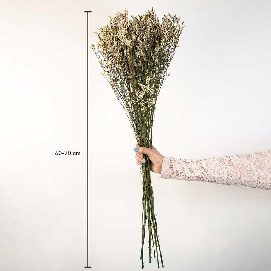 White dried flower bunch on a white background with 60 to 70cm height shown for rustic decorative home use.