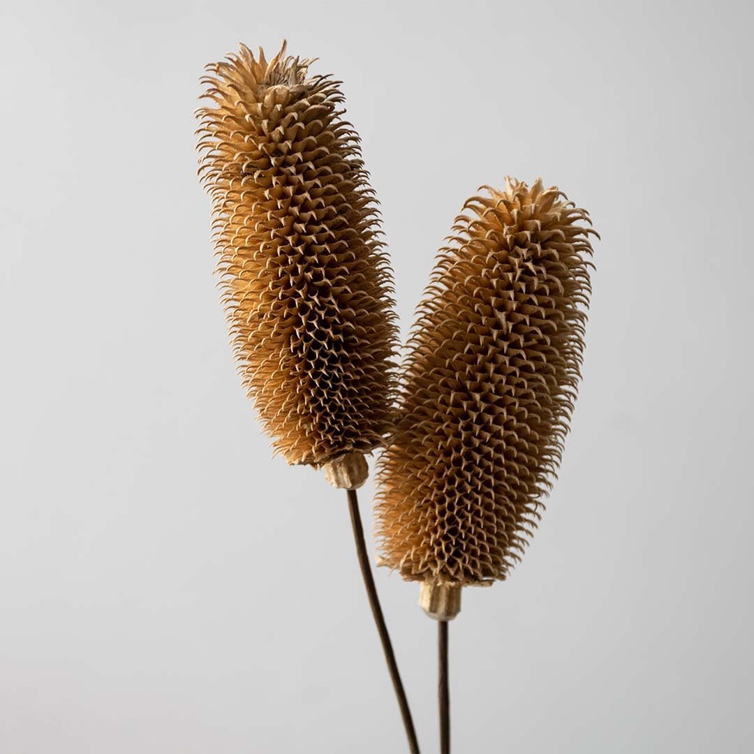 Closeup view of dried dipsacus thistle stems displayed against a clean background providing a natural dried thistle décor accent perfect for rustic boho interiors and modern organic room styling.