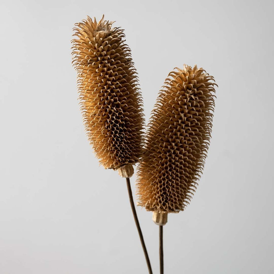 Closeup view of dried dipsacus thistle stems displayed against a clean background providing a natural dried thistle décor accent perfect for rustic boho interiors and modern organic room styling.