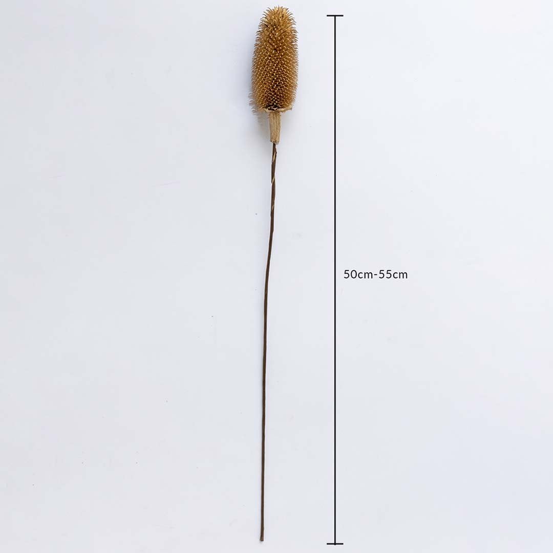Dried dipsacus thistle stem measured at 45 cm displayed cleanly creating a natural dried thistle décor accent ideal for rustic boho styling and modern organic interior decoration.