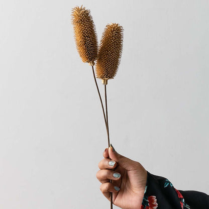 Hand holding natural brown dried banksia hookeriana flower stems for rustic table vase decoration on white backdrop.