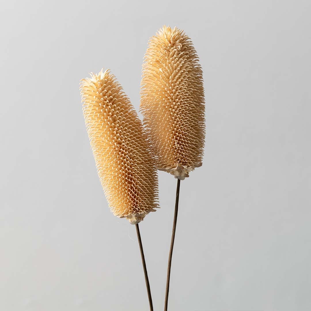 Dried dipsacus thistle stems offering a rustic dried thistle décor accent perfect for natural boho interiors earthy styling and minimal organic decoration.