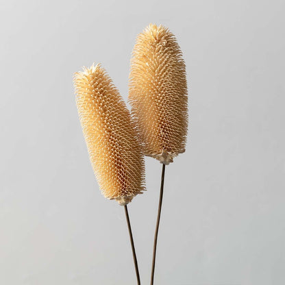 Dried dipsacus thistle stems offering a rustic dried thistle décor accent perfect for natural boho interiors earthy styling and minimal organic decoration.