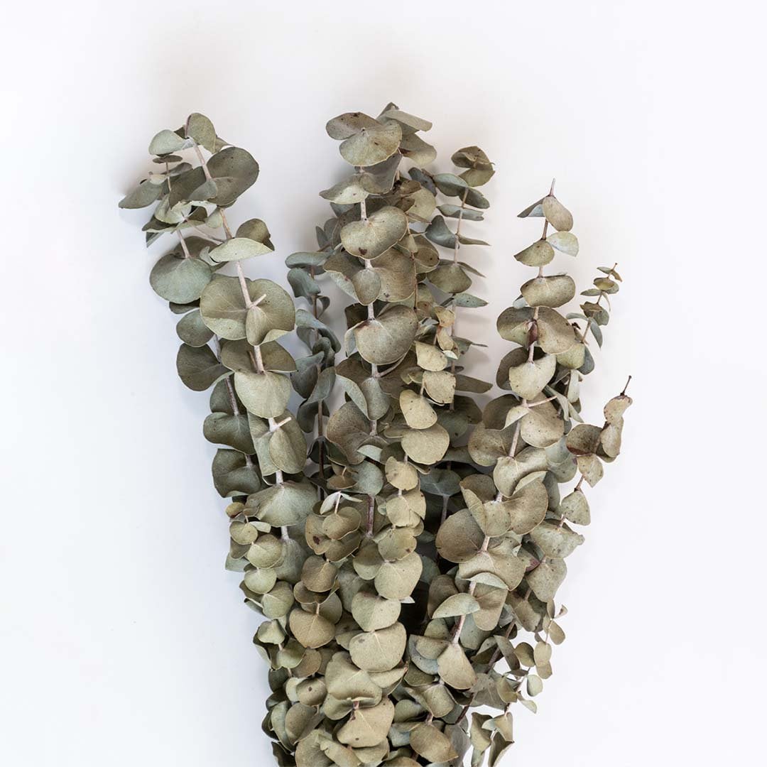 Closeup view of dried eucalyptus leaves displayed on a white background creating a fresh dried eucalyptus décor accent ideal for minimal home décor and natural botanical styling.