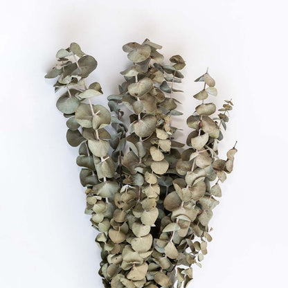 Closeup view of dried eucalyptus leaves displayed on a white background creating a fresh dried eucalyptus décor accent ideal for minimal home décor and natural botanical styling.