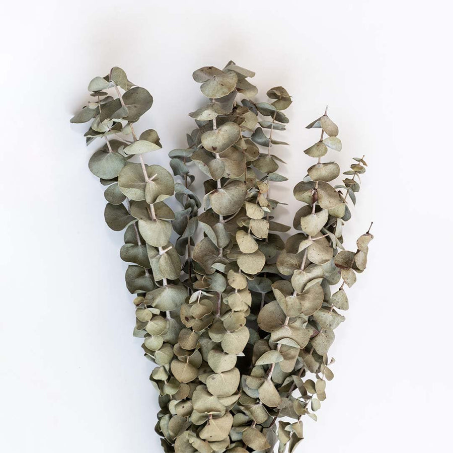 Closeup view of dried eucalyptus leaves displayed on a white background creating a fresh dried eucalyptus décor accent ideal for minimal home décor and natural botanical styling.