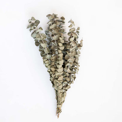 A lush bundle of natural silver green dried eucalyptus leaves for premium rustic home tabletop vase decor on white background.