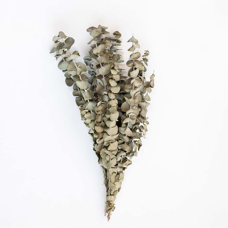 A lush bundle of natural silver green dried eucalyptus leaves for premium rustic home tabletop vase decor on white background.