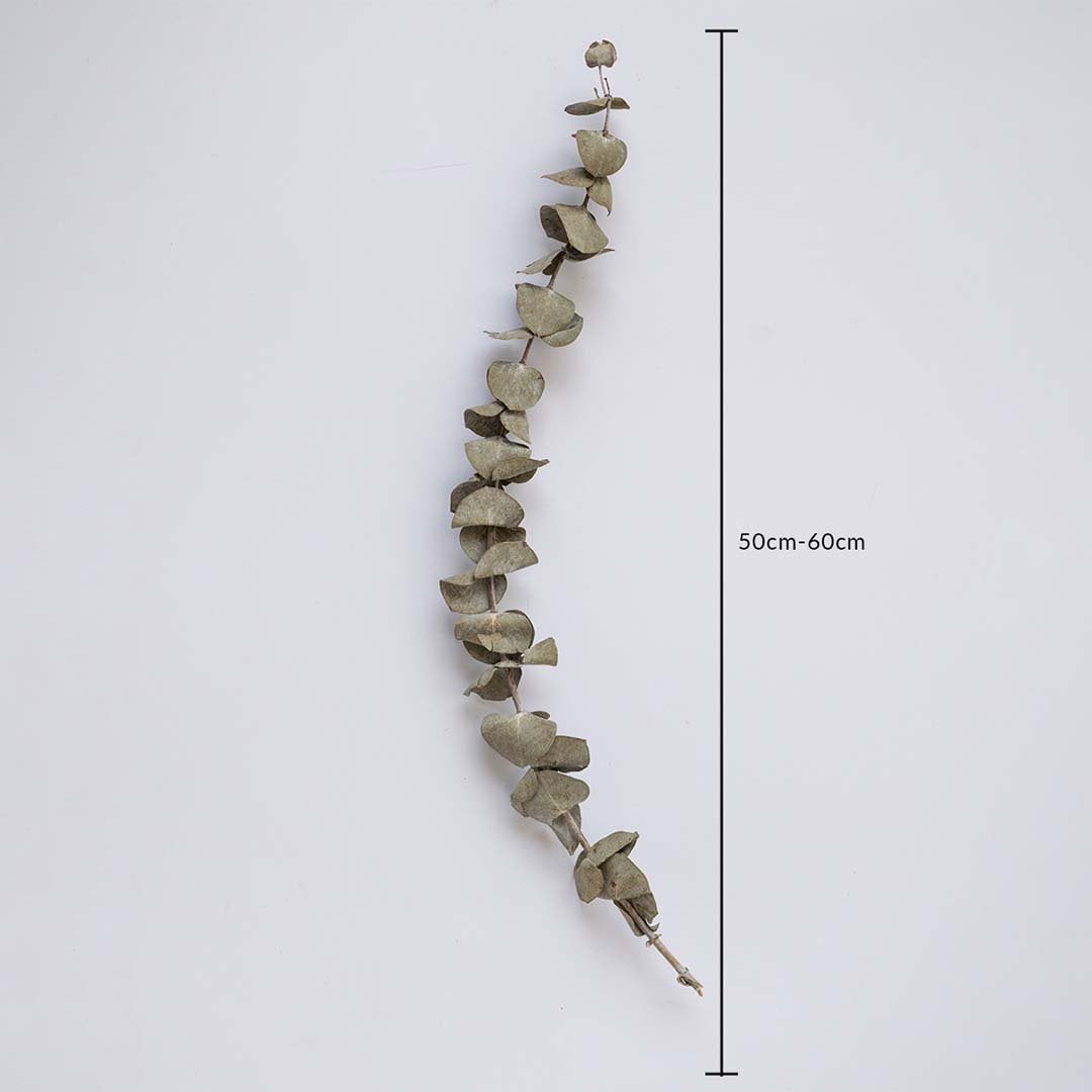 Dried eucalyptus stem measured at 50 cm displayed on a clean background creating a fresh dried eucalyptus décor accent perfect for minimal home décor calming styling and natural interiors.