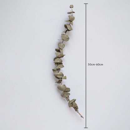 Dried eucalyptus stem measured at 50 cm displayed on a clean background creating a fresh dried eucalyptus décor accent perfect for minimal home décor calming styling and natural interiors.