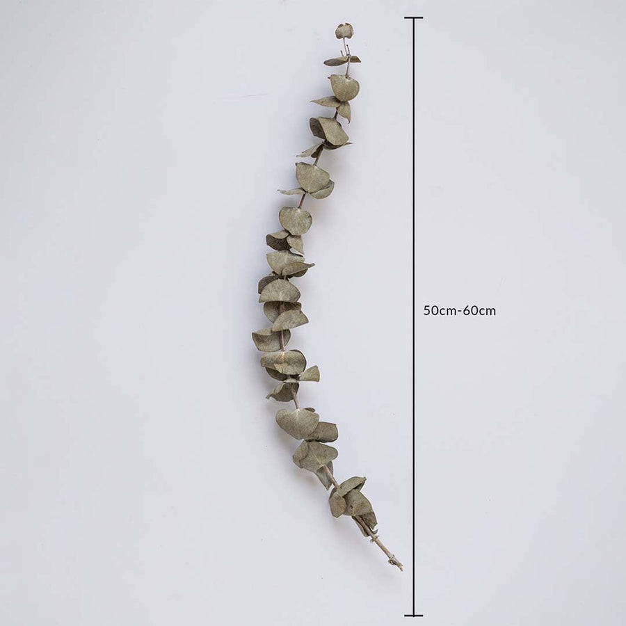 Dried eucalyptus stem measured at 50 cm displayed on a clean background creating a fresh dried eucalyptus décor accent perfect for minimal home décor calming styling and natural interiors.