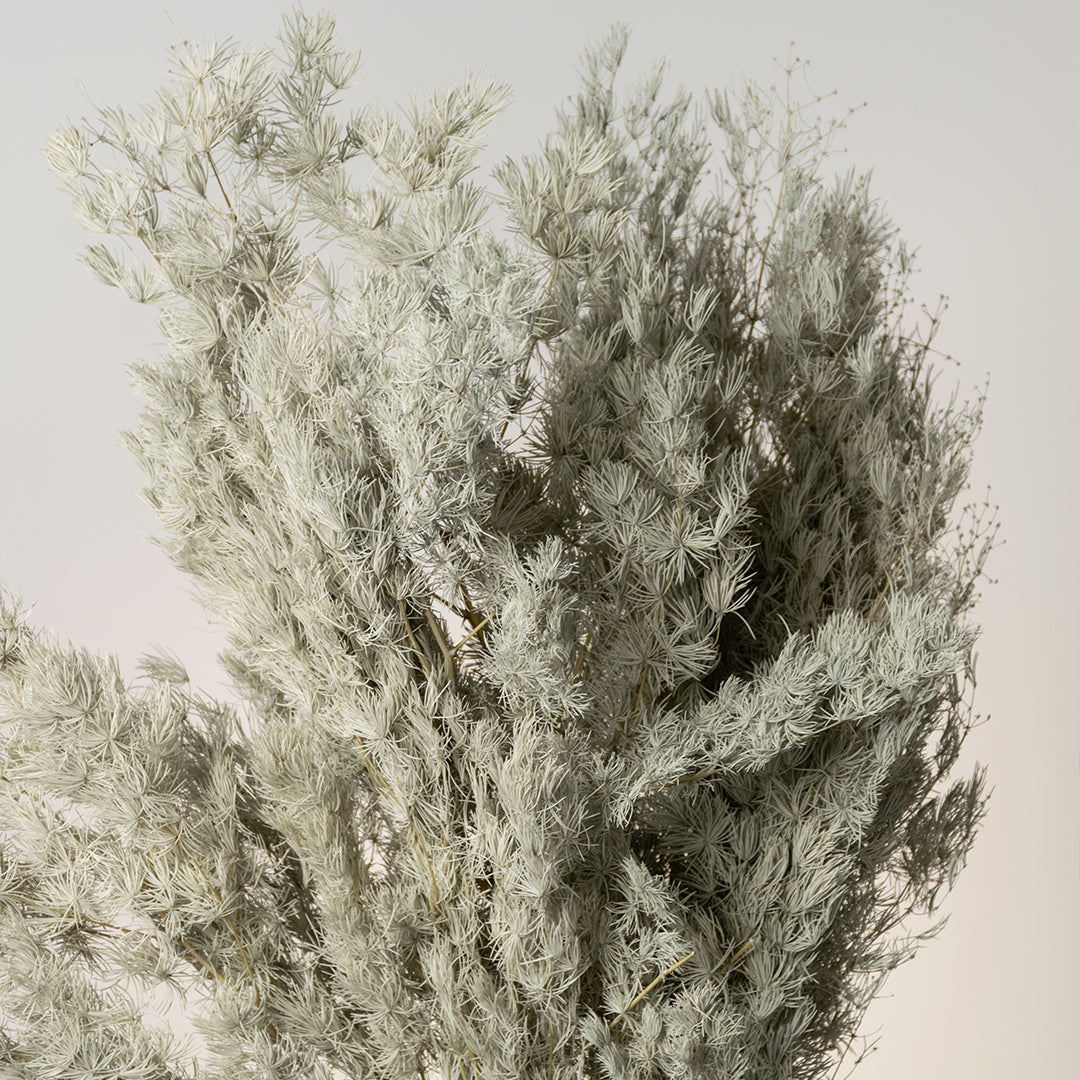 Closeup of a lush frosted silver green dried tree grass bush bundle for modern bohemian tabletop vase decor background.