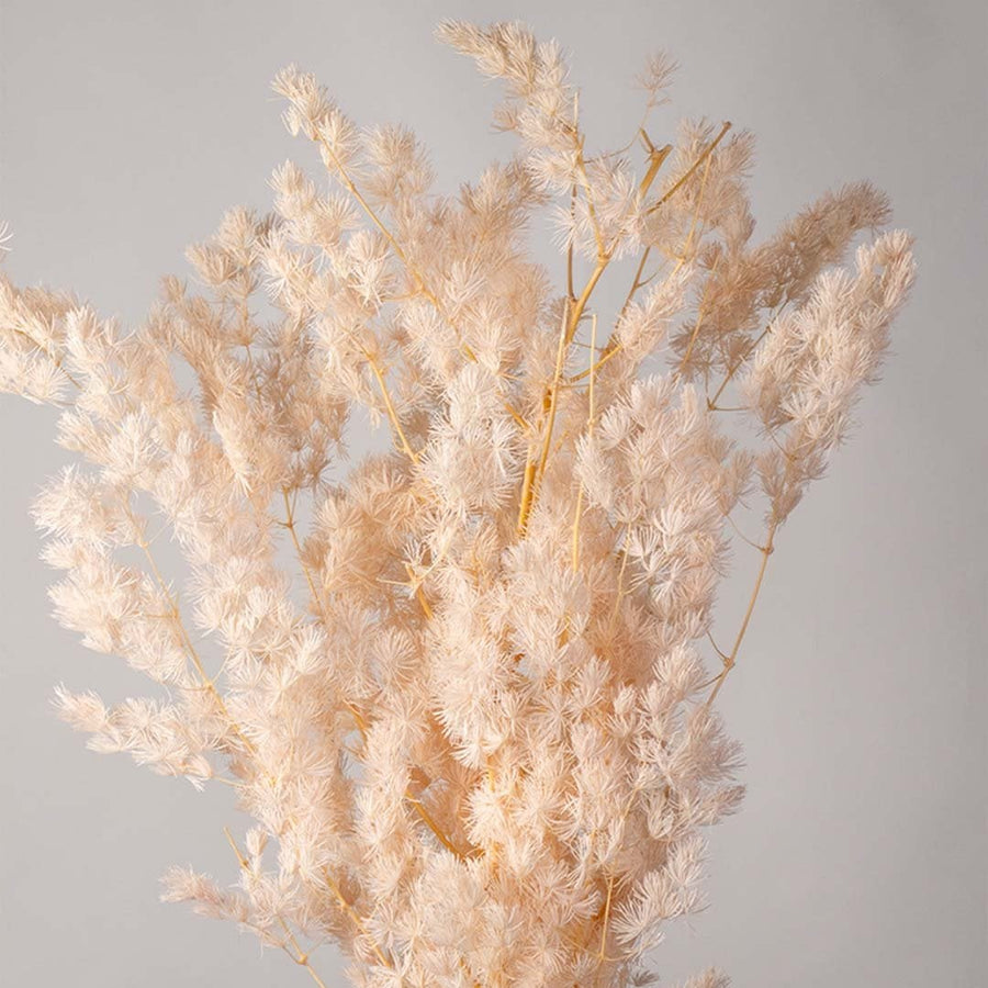 Closeup of peach pampas grass stem with delicate fluffy plumes and natural stick designed for modern vase arrangements decor.