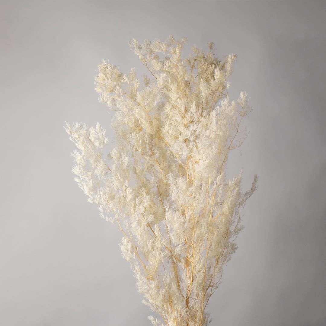 Closeup of beige pampas grass stem with soft feathery texture and natural stick ideal for vase arrangements and DIY home decor.