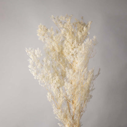 Closeup of beige pampas grass stem with soft feathery texture and natural stick ideal for vase arrangements and DIY home decor.