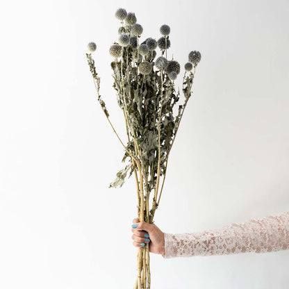Hand holding a bundle of natural green and grey dried echinops globe thistle stems for rustic room styling on white backdrop.
